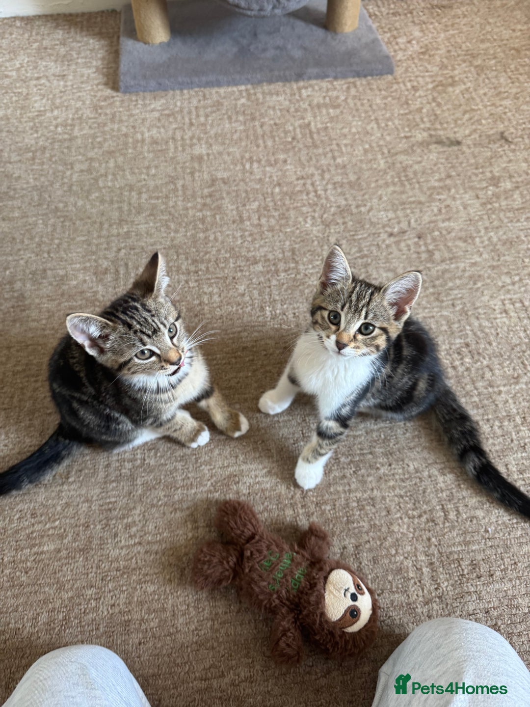 British Longhair cats for sale: Kittens for sale  - Image 4