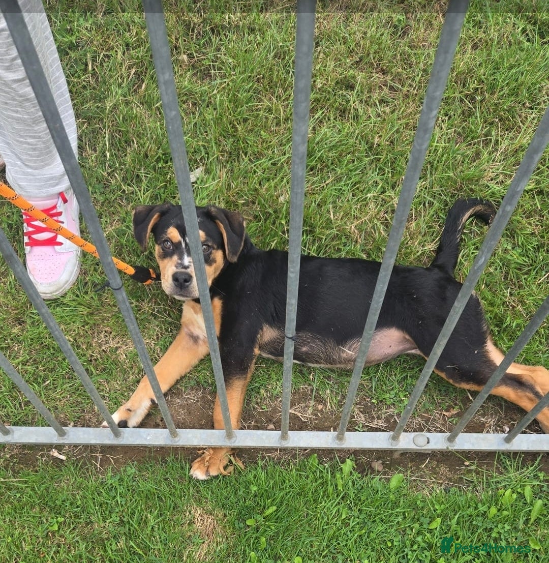 Mixed Breed dogs for sale: Rehoming - Image 2