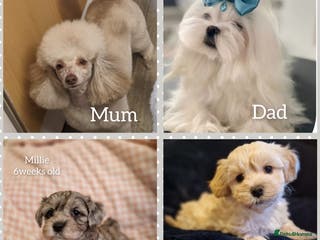 Maltipoo dogs Quality unique f1 tiny korean maltipoo puppies - Advert 1