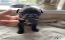 Mixed Breed dogs for sale: Gorgeous Staffordshire bull terrier pups  - Image 3