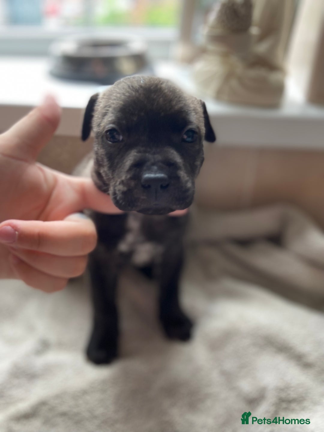 Mixed Breed dogs for sale: Gorgeous Staffordshire bull terrier pups  - Image 3