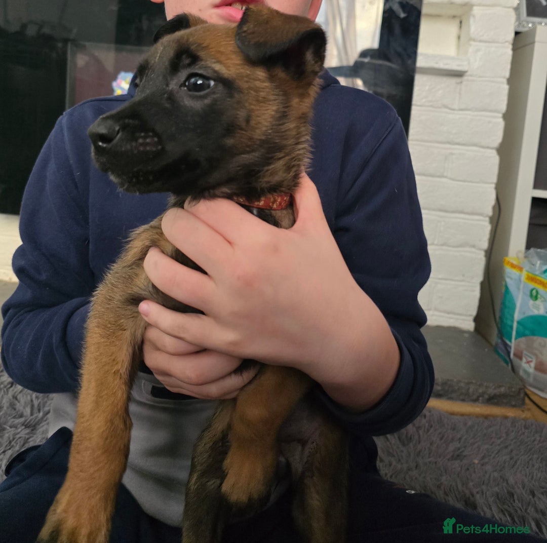 Mixed Breed dogs for sale: Belgian malinois  - Advert 4