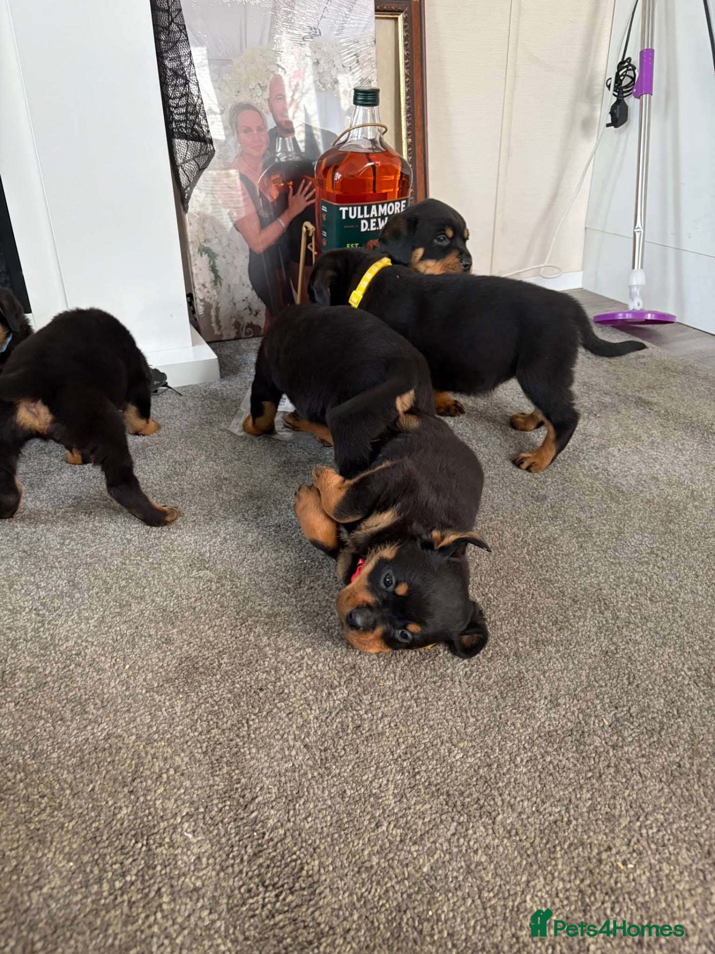 Rottweiler dogs for sale: 🐶🐾 Rottweiler puppies 🐾🐶 - Advert 11