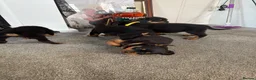 Rottweiler dogs for sale: 🐶🐾 Rottweiler puppies 🐾🐶 - Advert 1