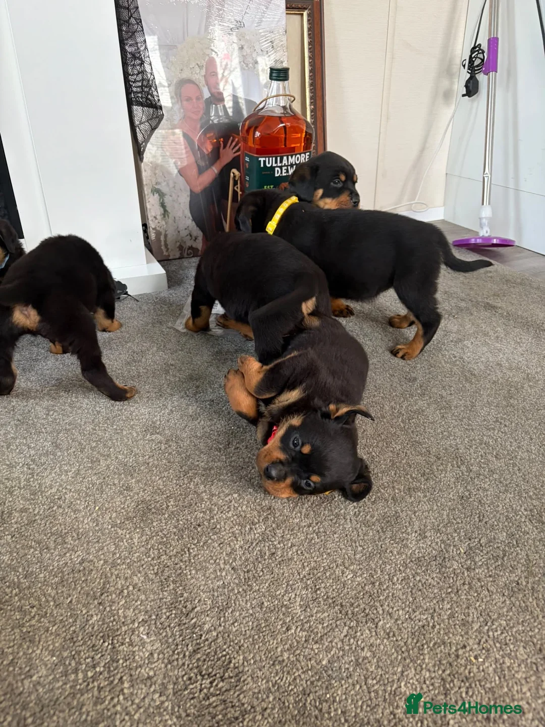 Rottweiler dogs for sale: 🐶🐾 Rottweiler puppies 🐾🐶 - Advert 1