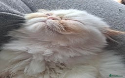 Persian cats for sale: Persian Himilayan Kittens For Sale GCCF Registered - Image 10