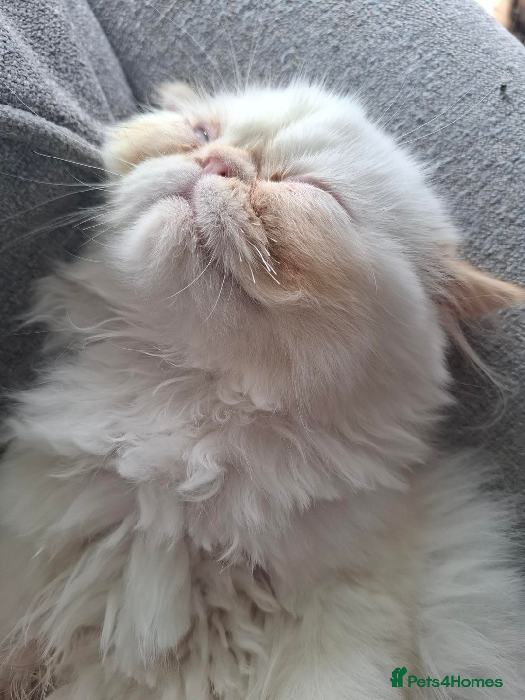 Persian cats for sale: Persian Himilayan Kittens For Sale GCCF Registered - Image 10