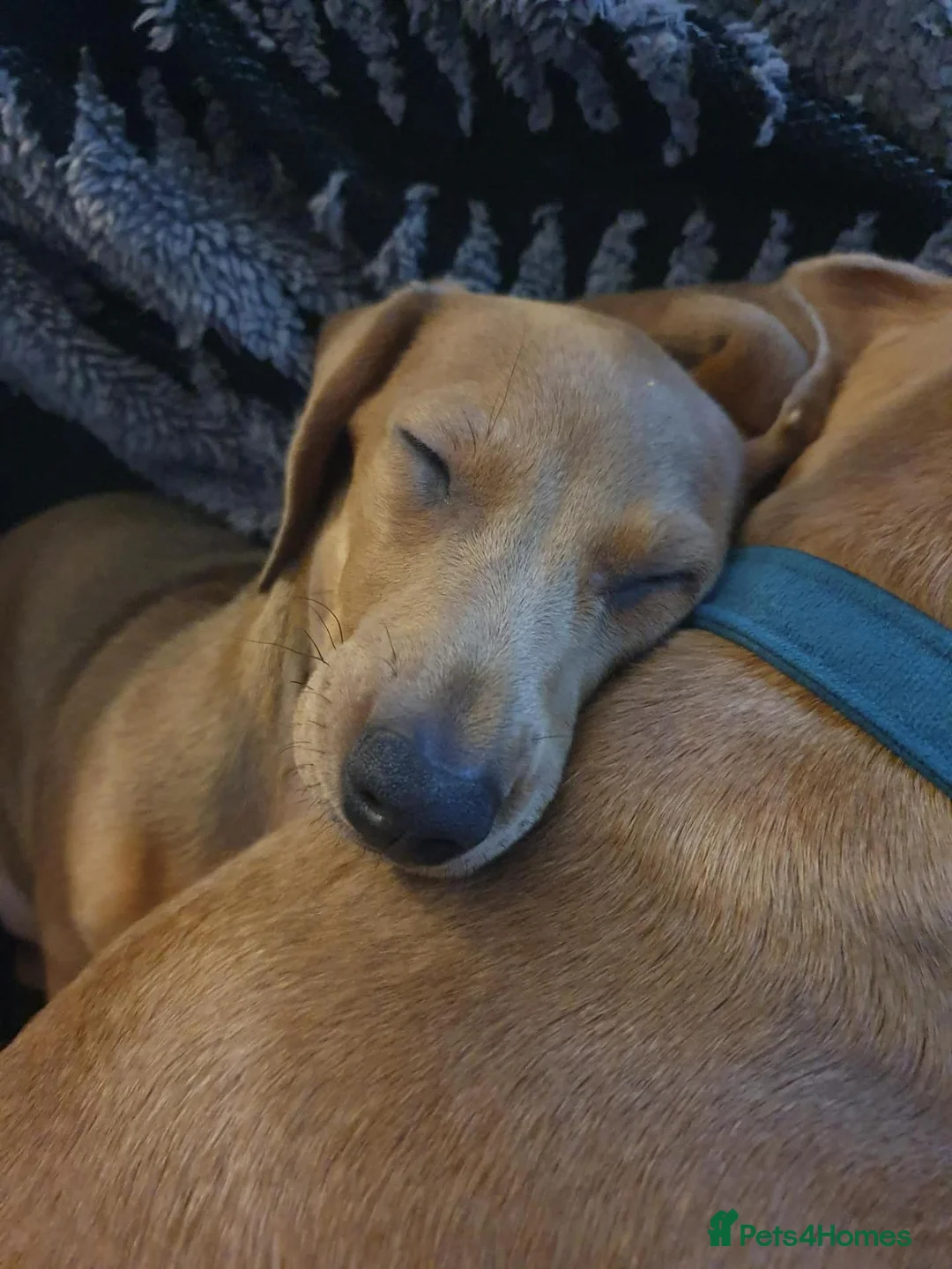 Miniature Dachshund dogs for sale: Lovely Female Miniature Dachshund Ready now - Advert 2
