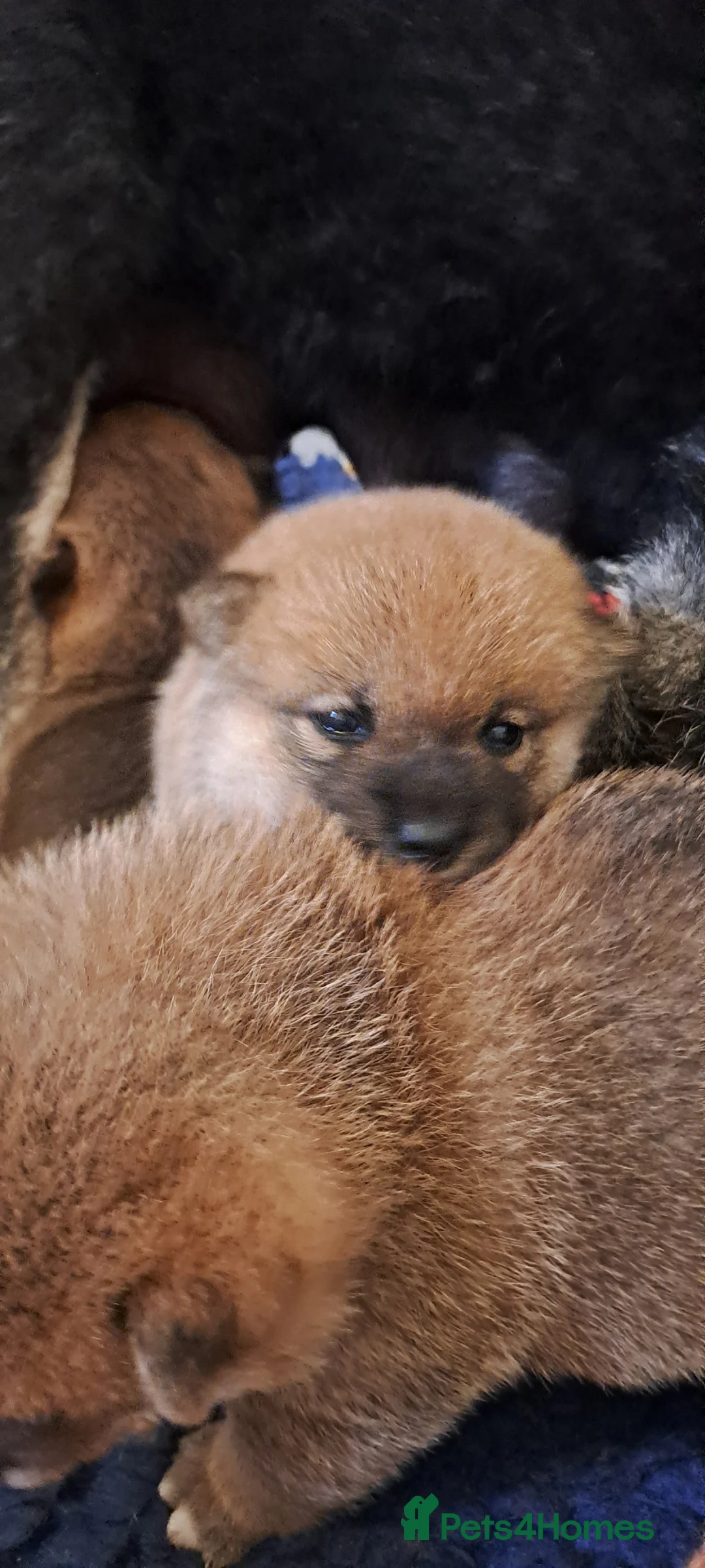 Japanese Shiba Inu dogs for sale: 🐶Kc reg beautiful puppies. ❤️ - Advert 2