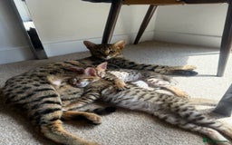 Savannah cats for sale: F3 Savannah Female Kitten Tica Reg - Image 17