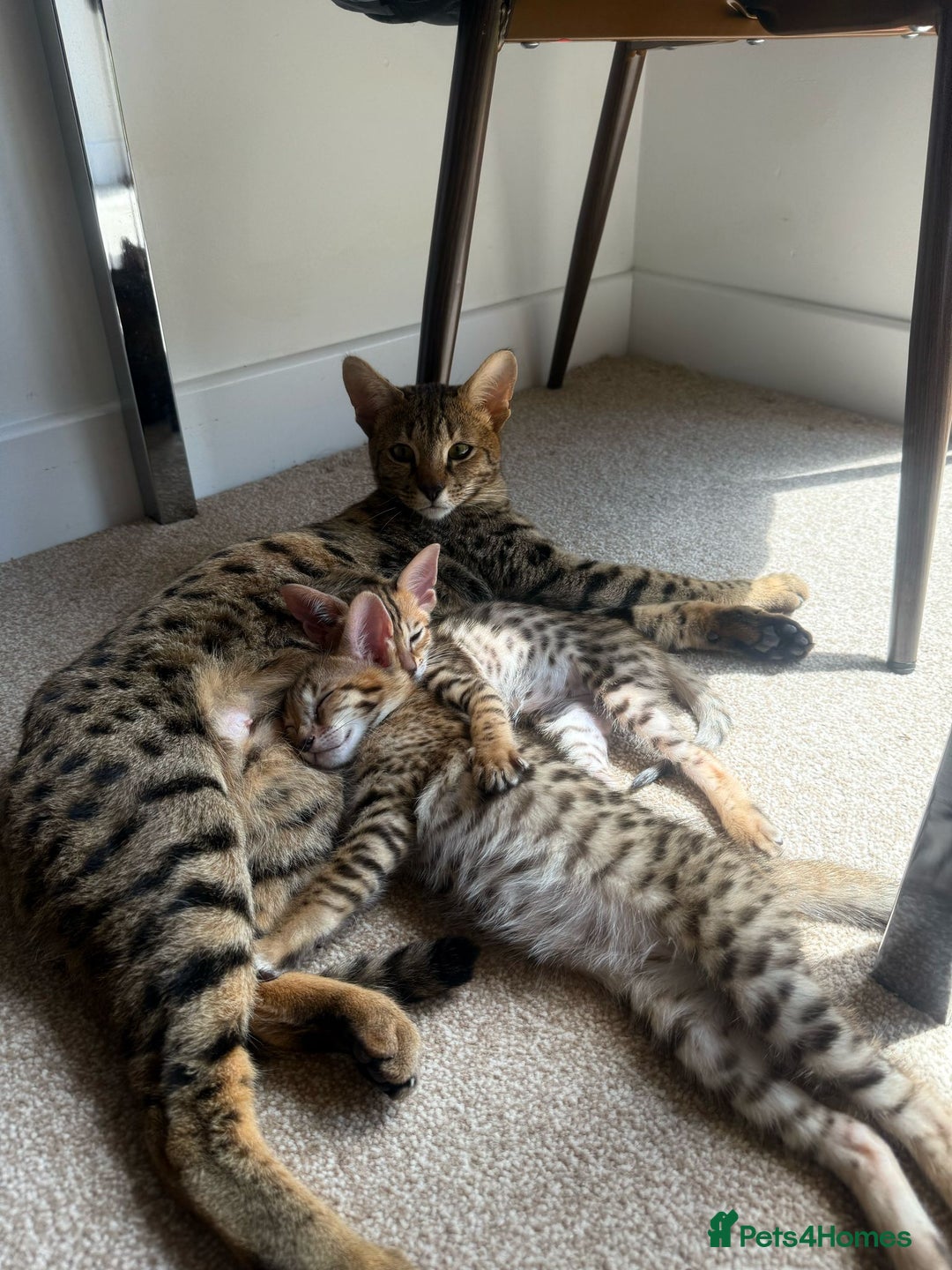Savannah cats for sale: F3 Savannah Female Kitten Tica Reg - Image 17