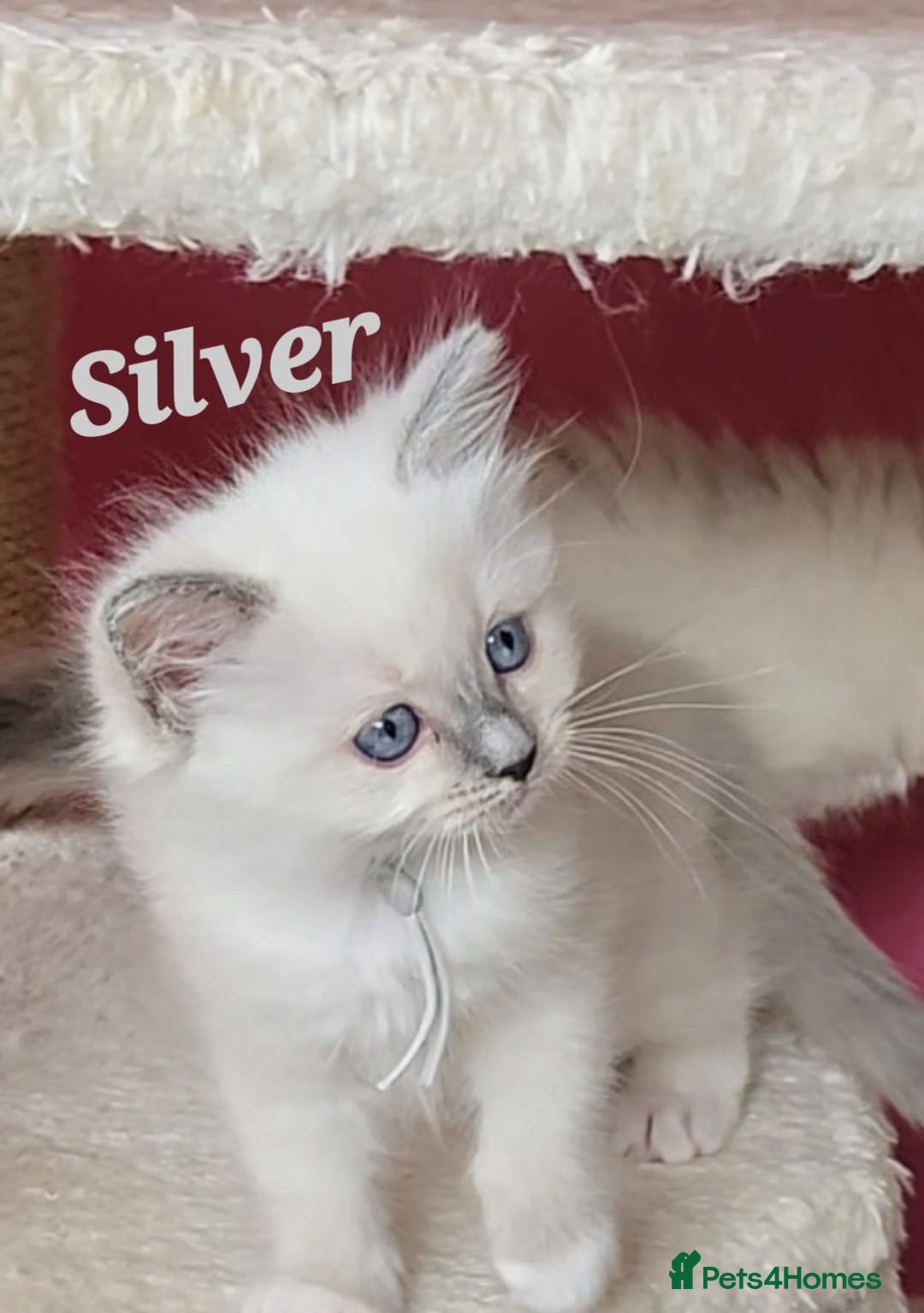 Ragdoll cats for sale: Pure Ragdoll Kittens (Mitted) - Image 12