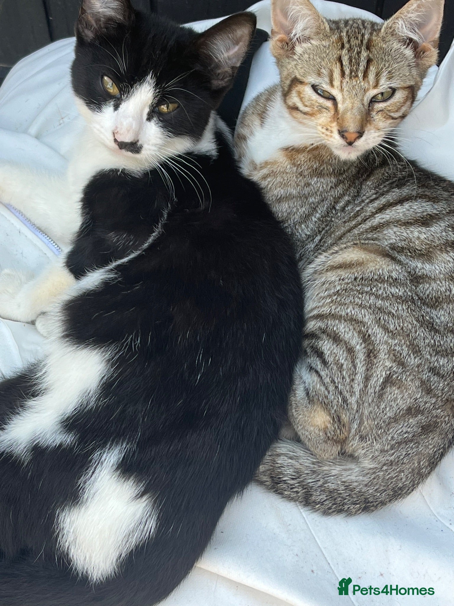 Mixed Breed cats Beautiful kittens - Advert 10
