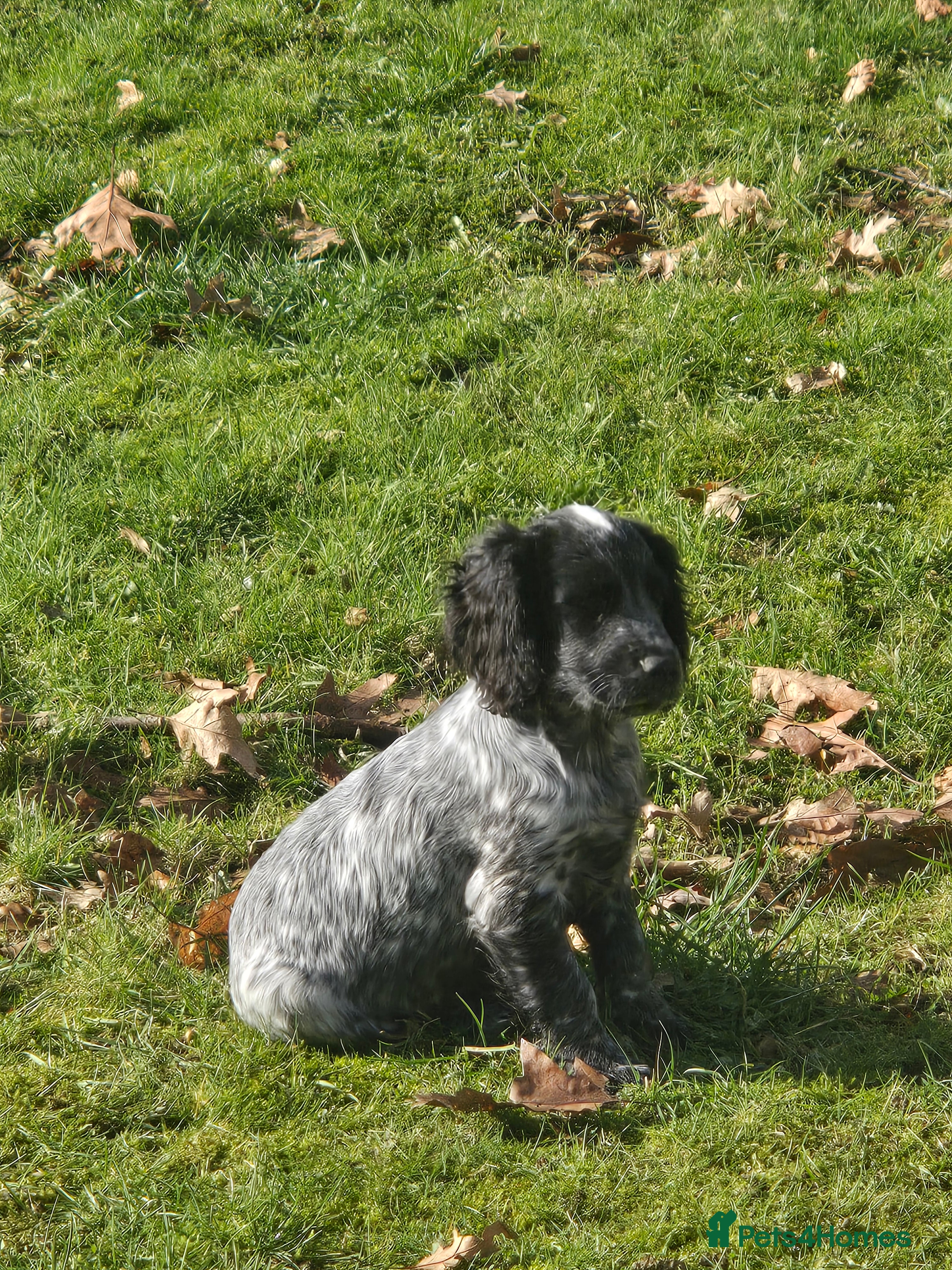 Cocker Spaniel dogs for sale: Cocker Spaniel pups  - Advert 1