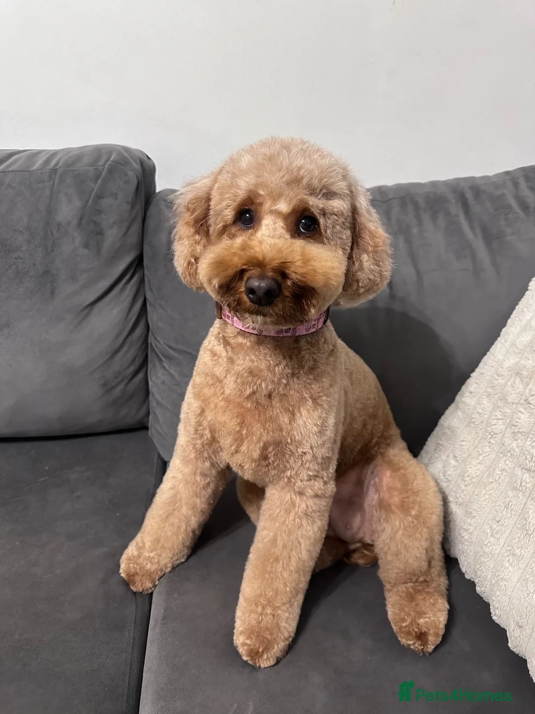 Cockapoo dogs for sale: Beautiful Cockapoo Puppies 🐾 in West Kilbride - Advert 1