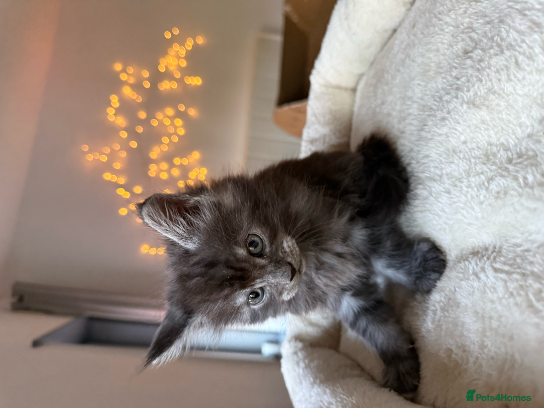 Maine Coon cats for sale: Beautiful Maine Coon Kittens – Ready mid January - Advert 23