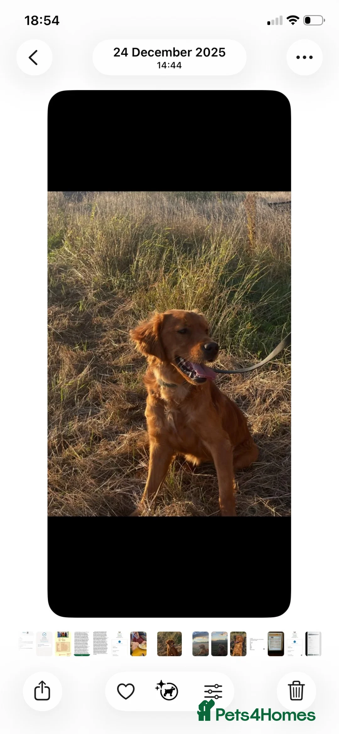 Goldador dogs for sale: Beautiful Red Goldador puppies  - Advert 8