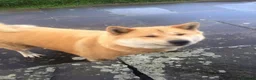 Japanese Shiba Inu dogs for sale: Storm in London - Advert 2