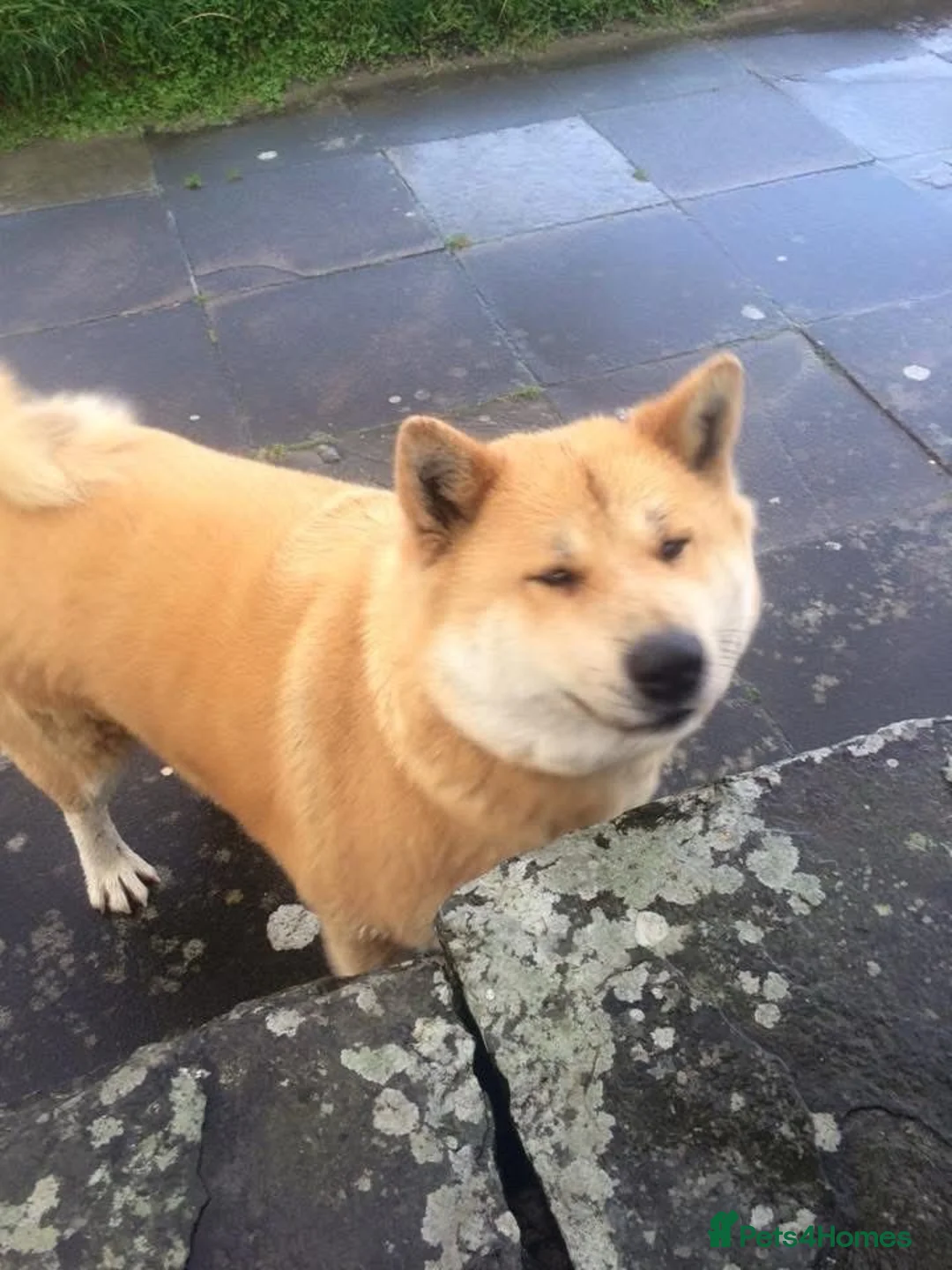 Japanese Shiba Inu dogs for sale: Storm in London - Advert 2