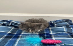 Mixed Breed cats for sale: Beautiful kittens ready now  - Image 4