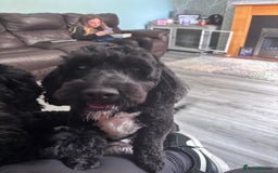 Cockapoo dogs for sale: 3 year old male cockapoo - Image 2