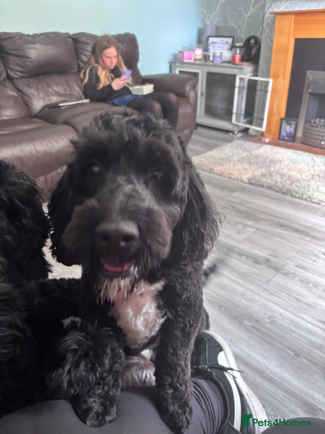 Cockapoo dogs for sale: 3 year old male cockapoo - Image 2