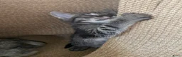 Savannah cats for sale: Savannah PED’G kittens dark boy, light girl F5 sbt - Advert 14