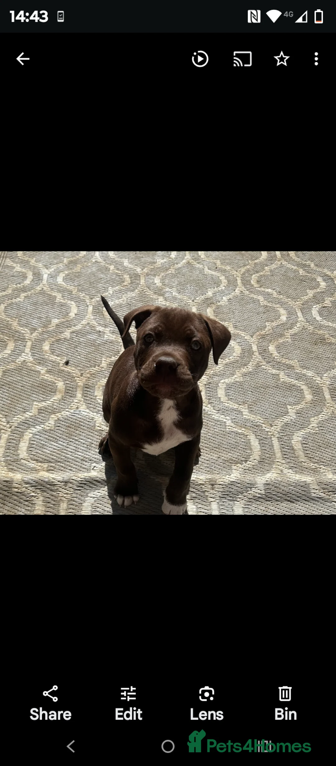 Mixed Breed dogs for sale: Male Chocolate staffy x puppy  - Advert 2