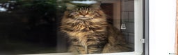 Maine Coon cats for sale: 2x Maine Coon sisters (GCCF) - Advert 7
