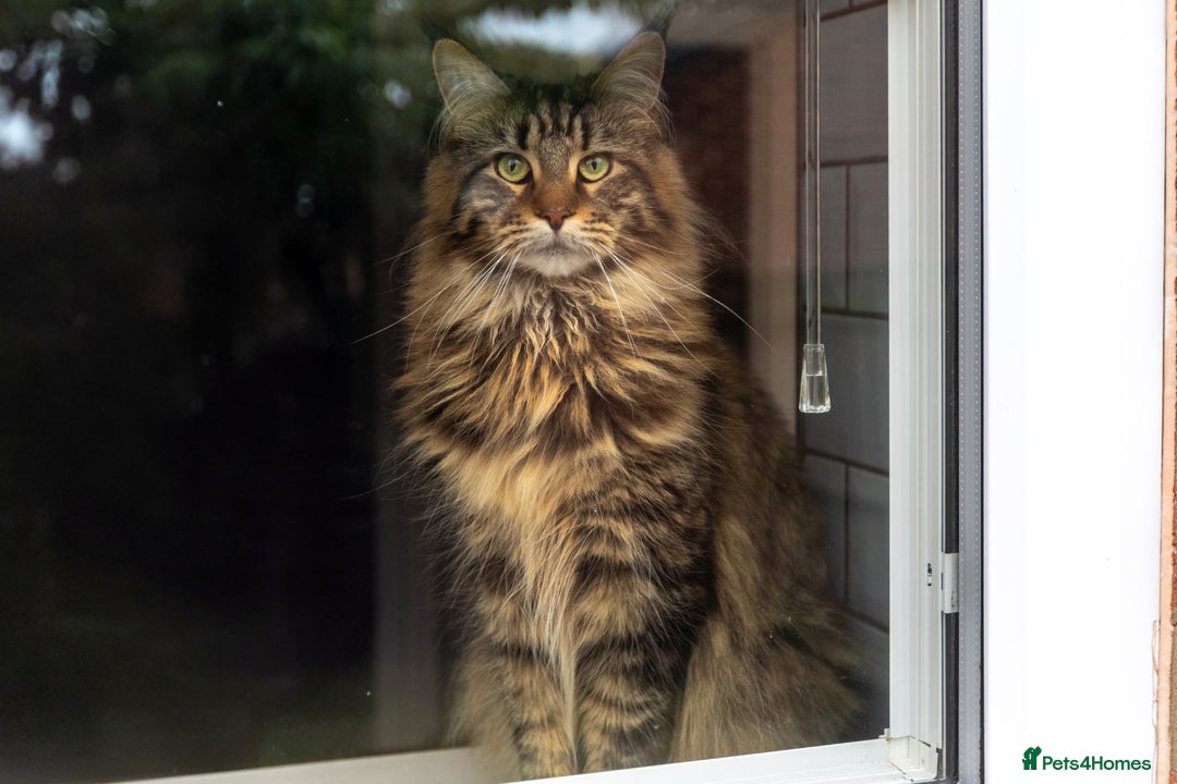 Maine Coon cats for sale: 2x Maine Coon sisters (GCCF) - Advert 7
