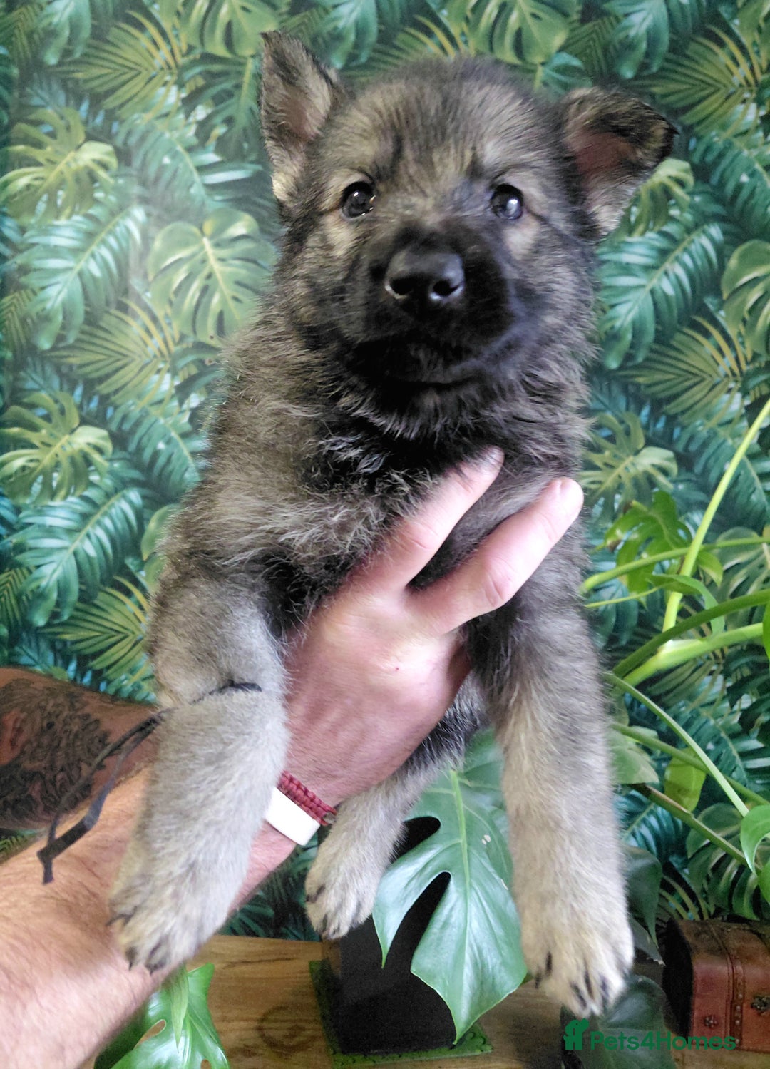 German Shepherd dogs for sale: German shepherd puppies - Advert 17