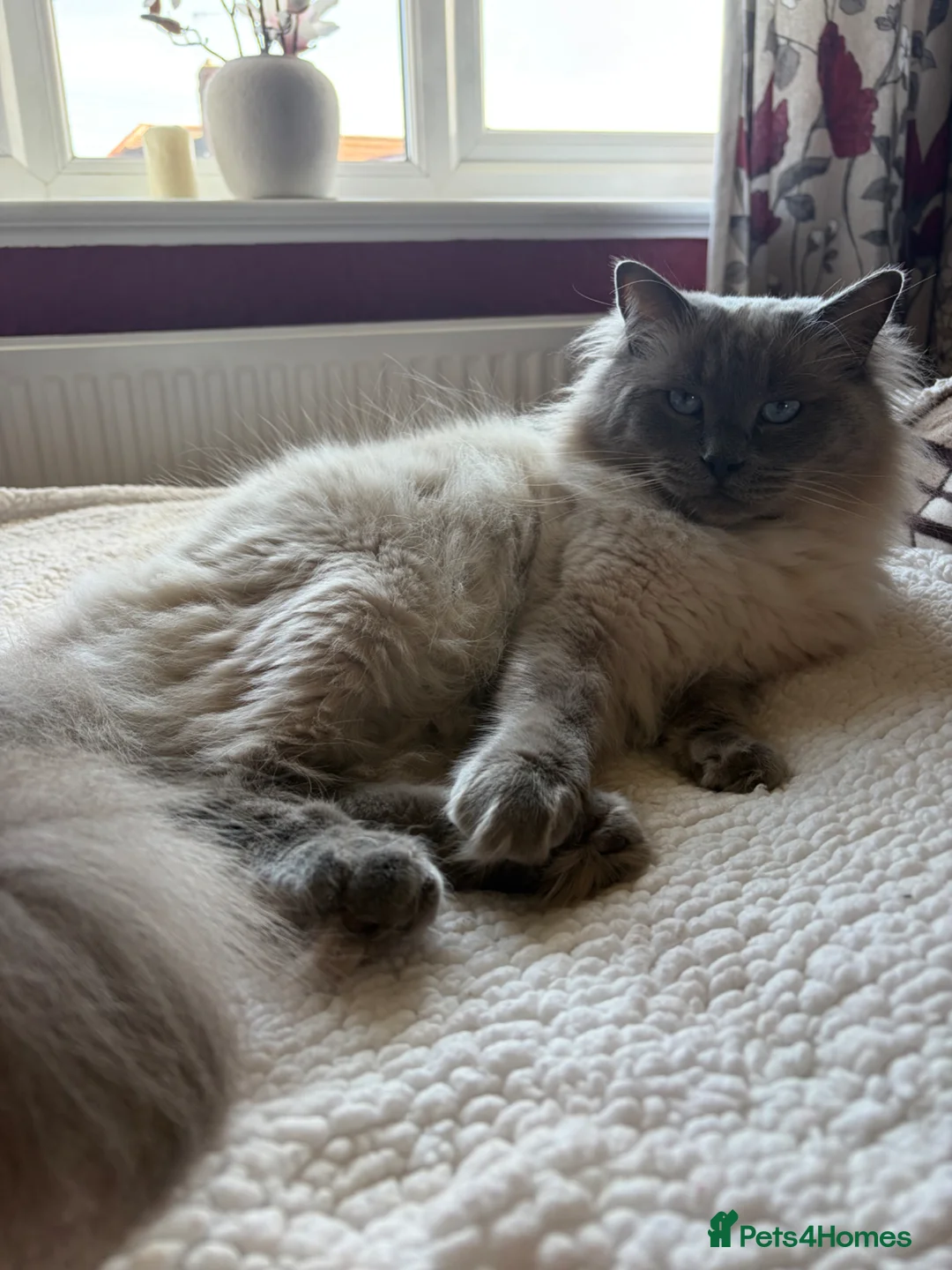 Ragdoll cats for sale: Beautiful Ragdoll  - Advert 2