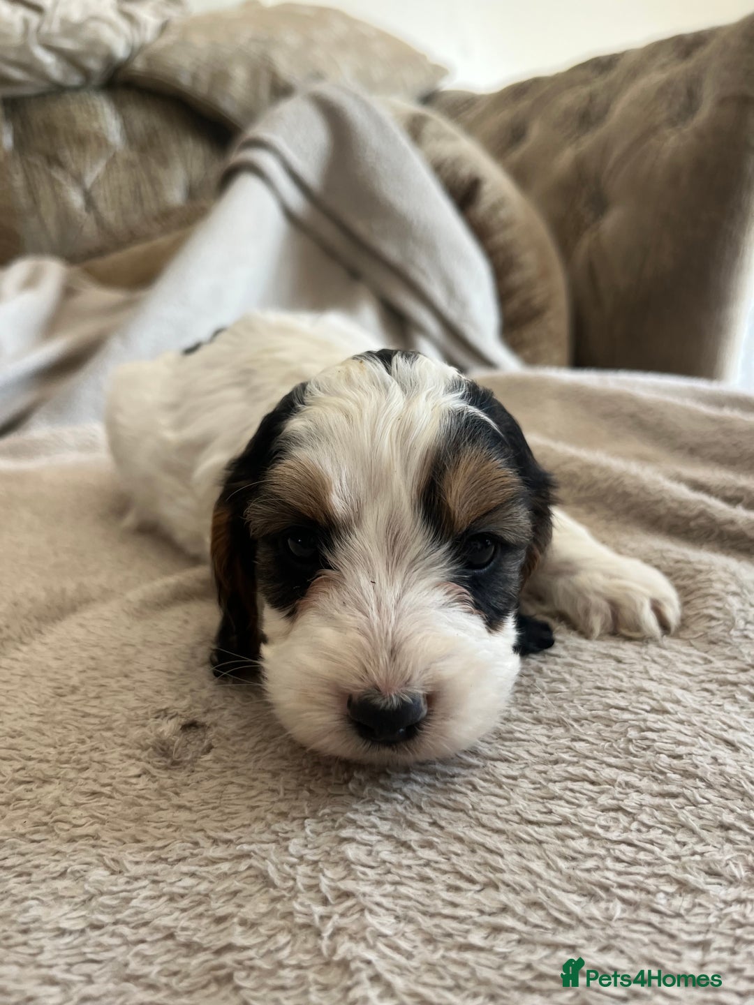 Cockapoo dogs for sale: Cockapoo Puppies looking for their forever home! - Image 7