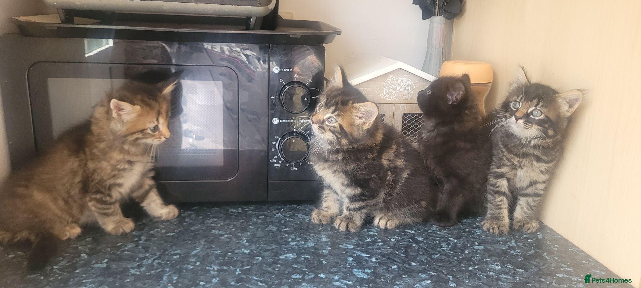 Mixed Breed cats 4 beautiful kittens for sale  - Advert 1