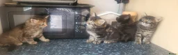 Mixed Breed cats for sale: 4 beautiful kittens for sale  - Advert 1