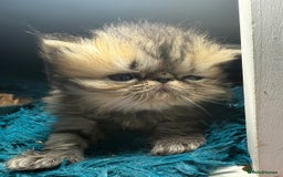Persian cats for sale: Champion Line Persians  Black & Brown Tabby Girls - Image 7