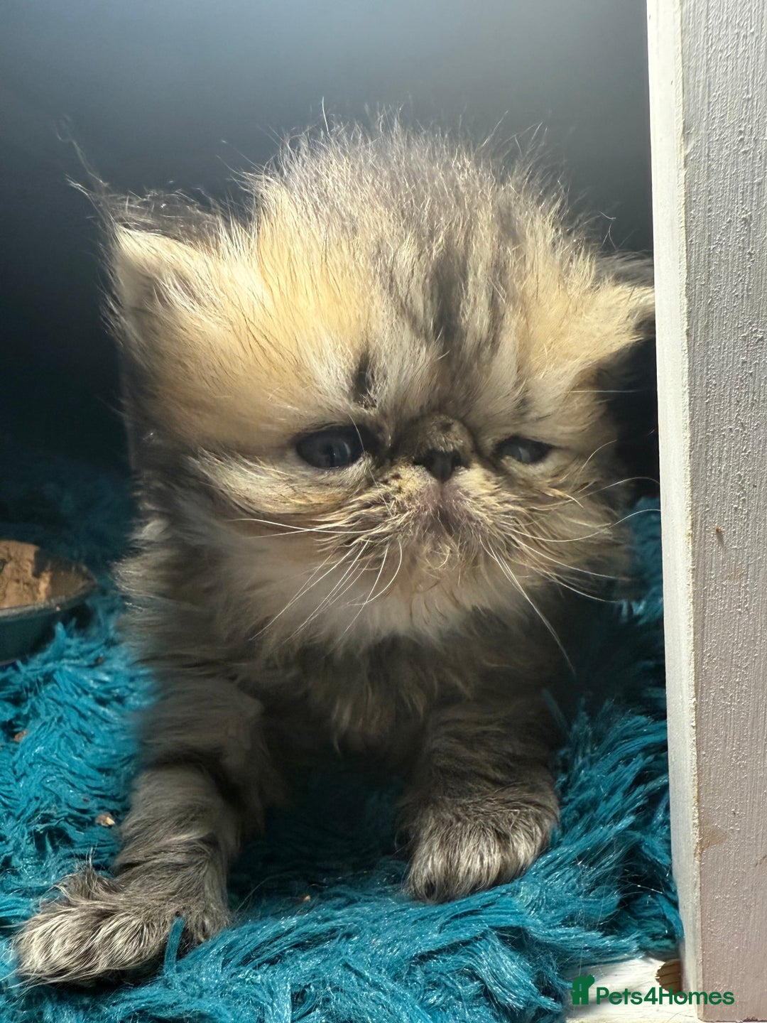 Persian cats for sale: Champion Line Persians  Black & Brown Tabby Girls - Image 7