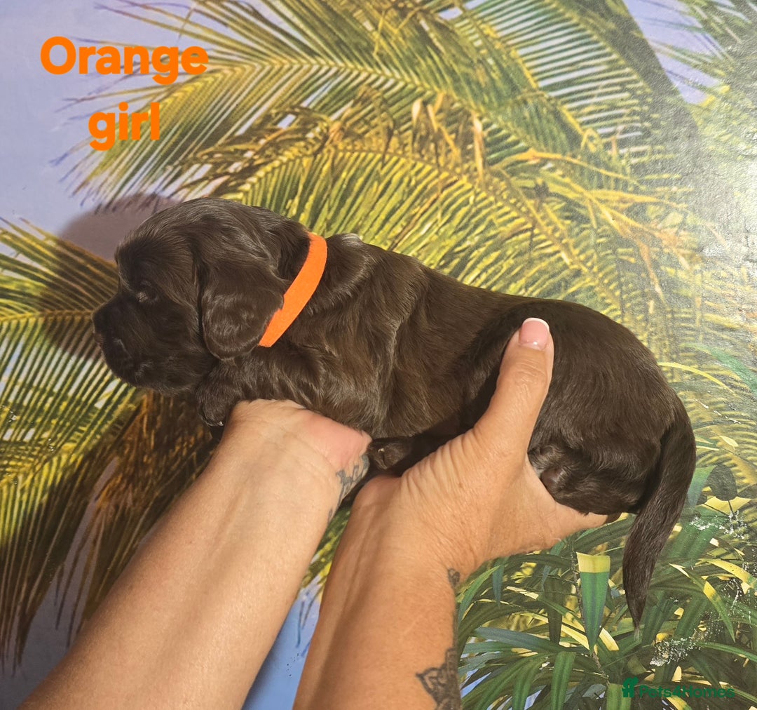 Sprocker dogs for sale: Beautiful Sproker pups for sale   - Image 20