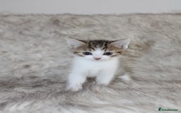Mixed Breed cats for sale: Mixed breed kittens  - Image 2