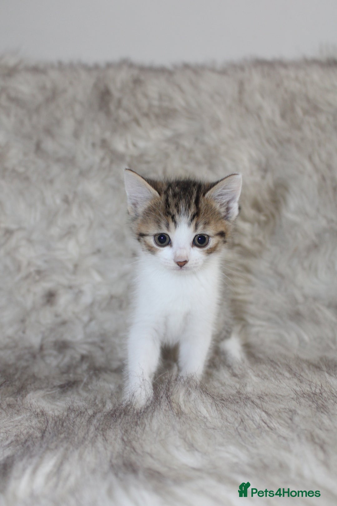 Mixed Breed cats for sale: Mixed breed kittens  - Image 2
