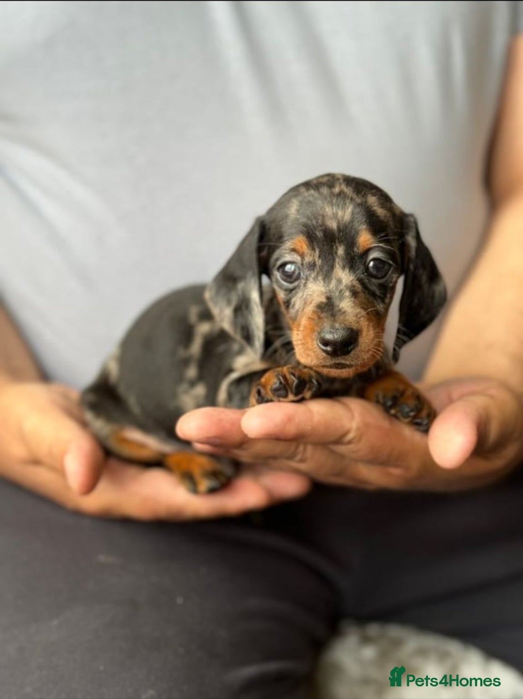 Miniature Dachshund dogs for stud: Gentleman Doggo - Image 3