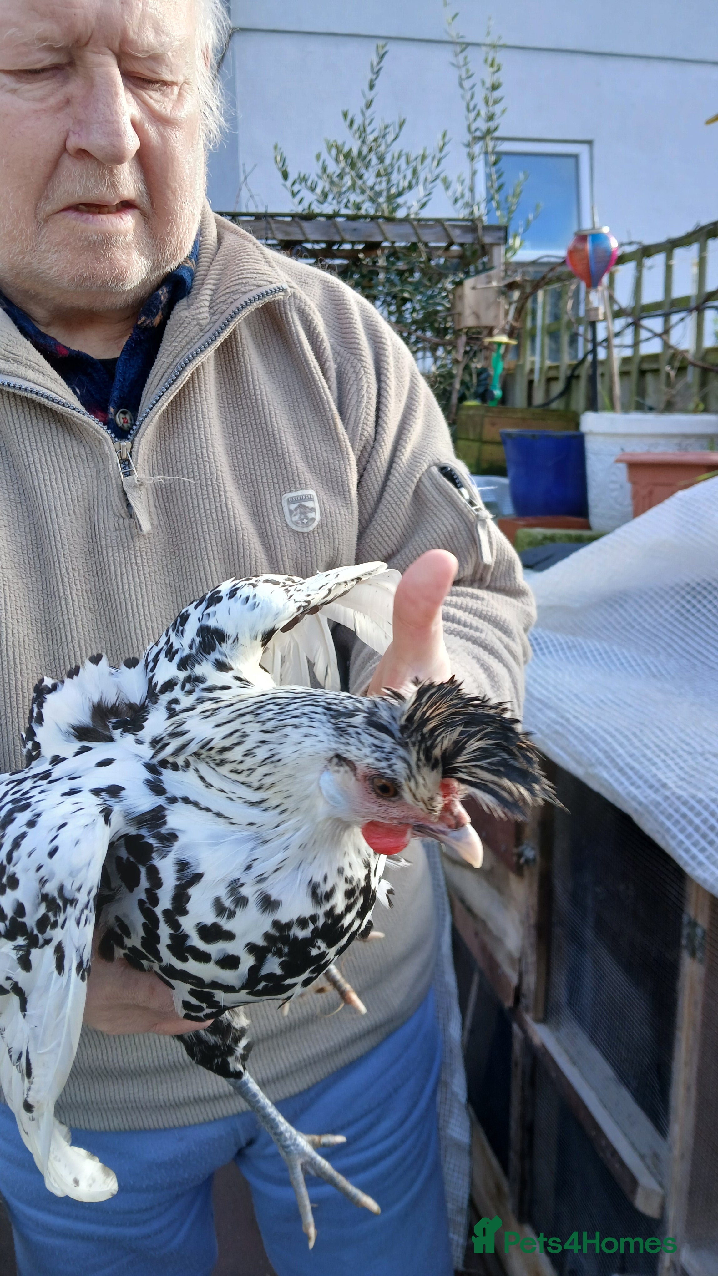 Chickens poultry Appenzeller hen available  - Advert 16