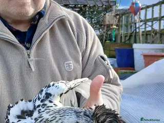 Chickens poultry Appenzeller hen available - Advert 16