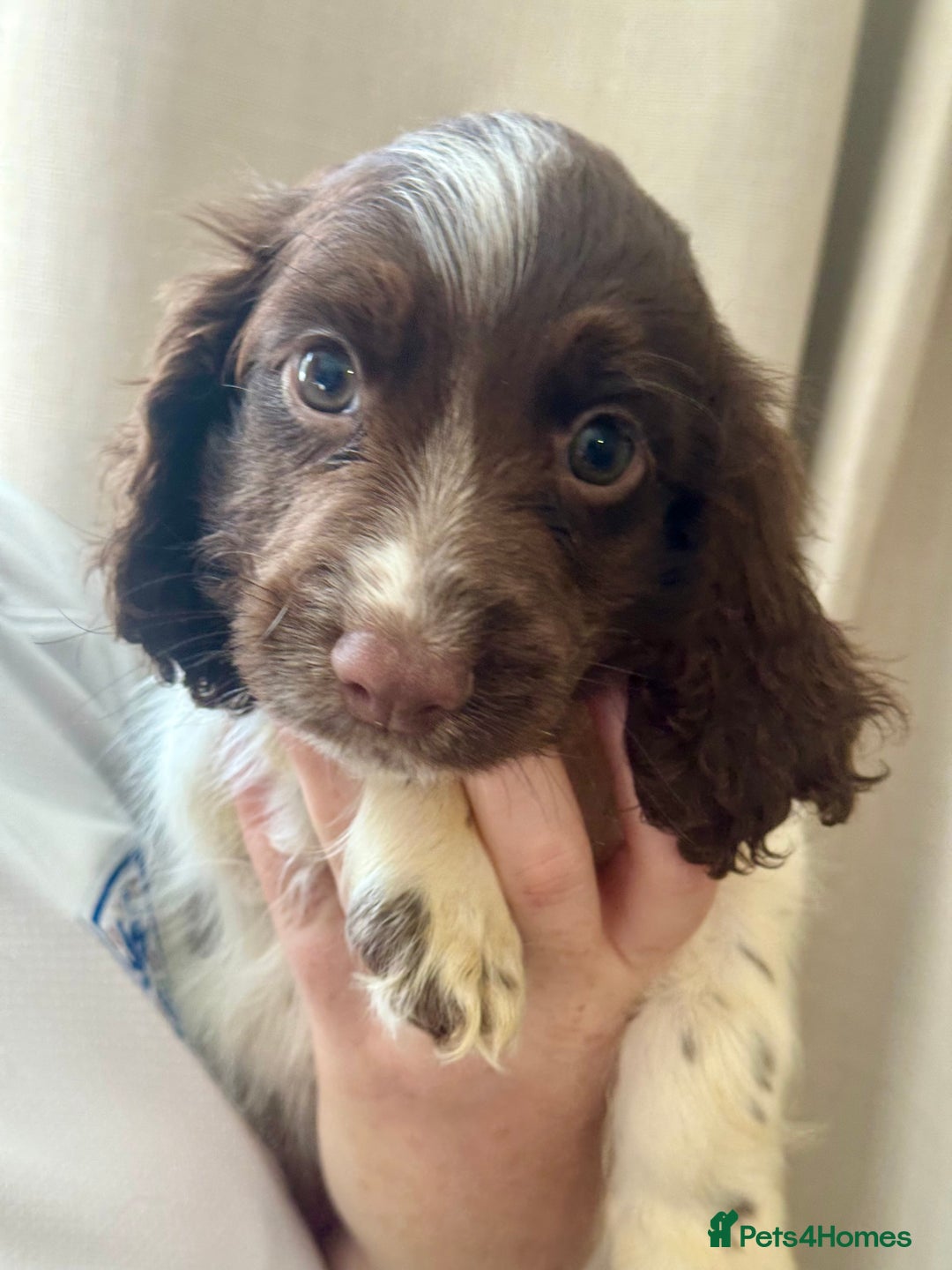 Sprocker dogs for sale: Gorgeous Sprocker spaniel puppy - Image 2