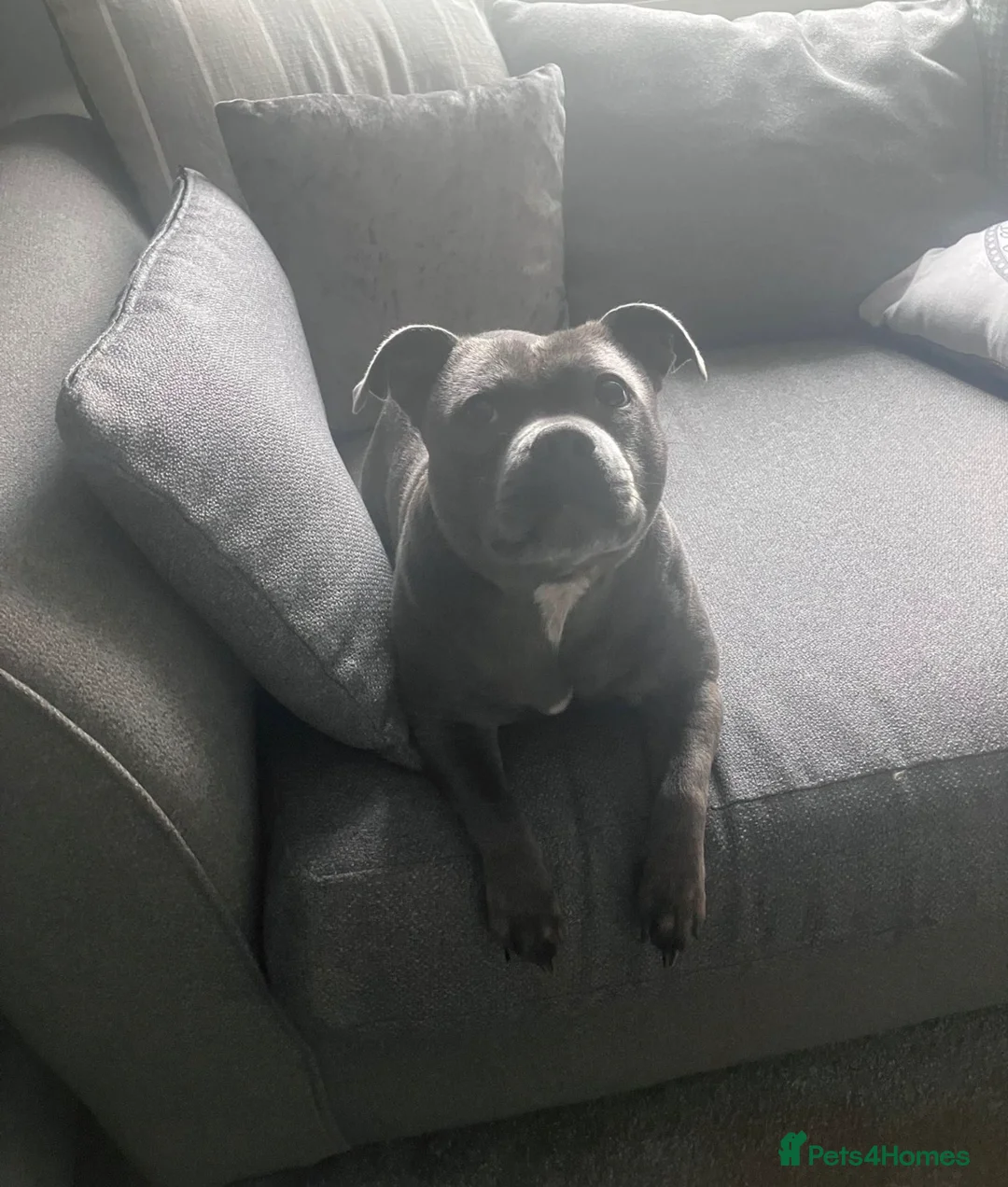 Staffordshire Bull Terrier dogs for sale: 3 year old KC reg Staffy girl 💕 in Edenbridge - Advert 2