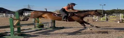 Irish Sports horses for sale: Seriously Talented Prospect  - Advert 7