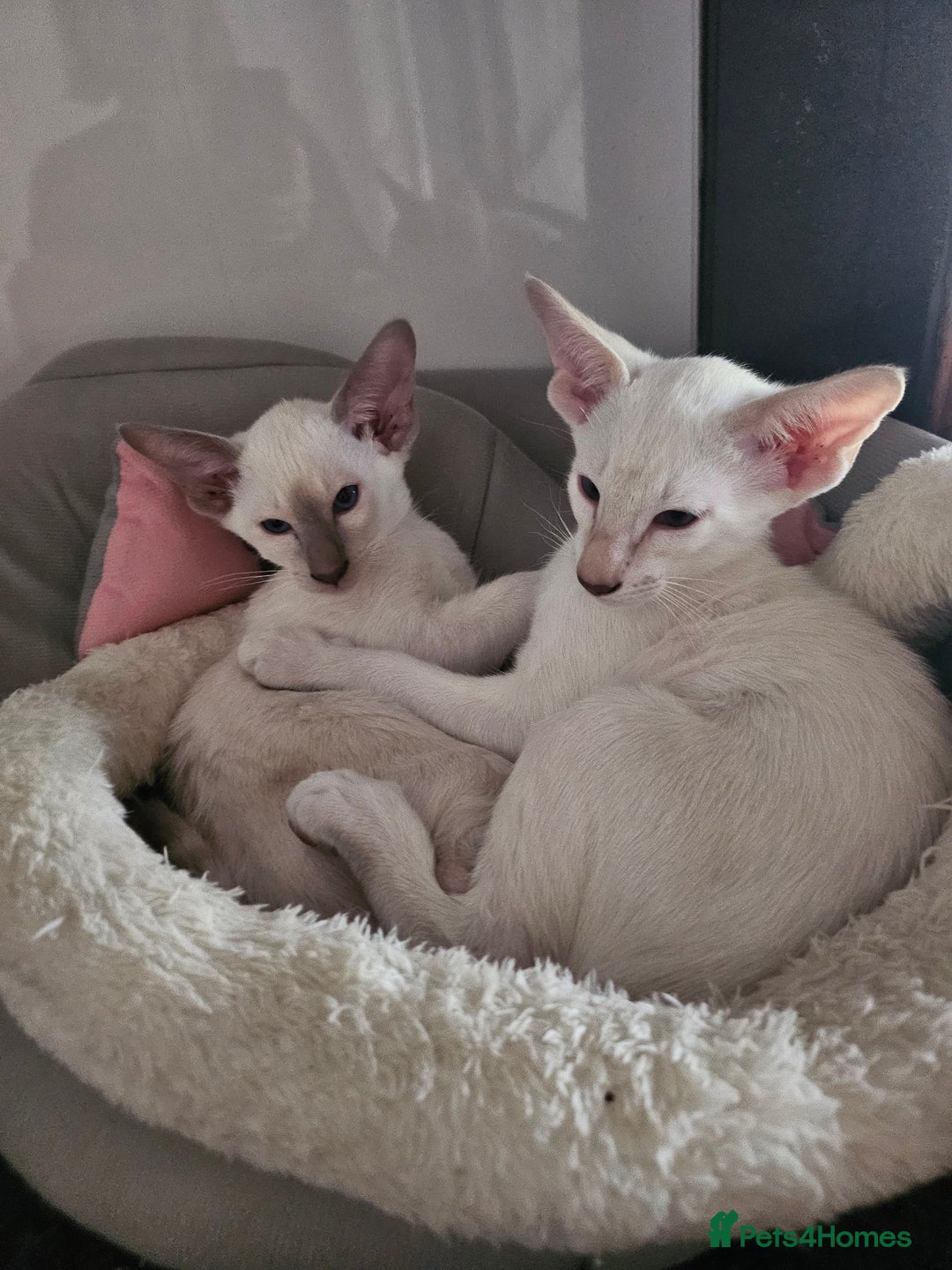 Siamese cats for sale: Two Male Siamese Kittens Looking for New Slaves - Image 7