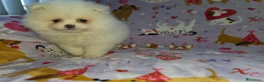 Pomeranian 2
