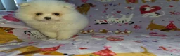Pomeranian dogs for sale: 3 gorgeous, small white Pomeranians ready now!! - Advert 30