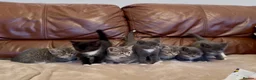 Mixed Breed cats for sale: Beautiful kittens  - Advert 13